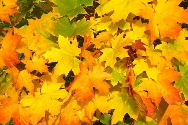 Online via Zoom Autumn 2026 SYTA Sangha Day : An online day of uplifting and inspirational sangha connection through sadhana: SPECIAL GUEST PRESENTATION with Swami Nirmalratna Saraswati - Living with Guru: A Divine Perspective on Life.  Free to SYTA members, students other yoga aspirants. 